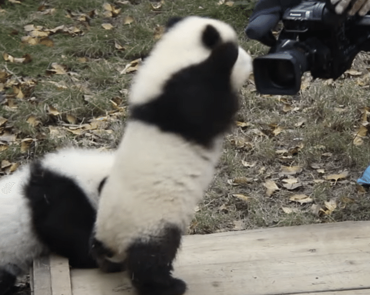 やだ〜恥ずかしいよぉ！ カメラに照れる子パンダさん。