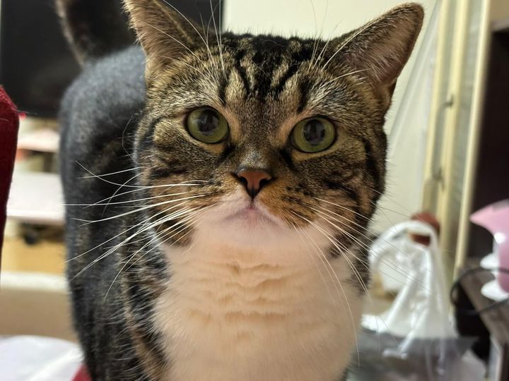 キジシロ柄の猫、まるこちゃん