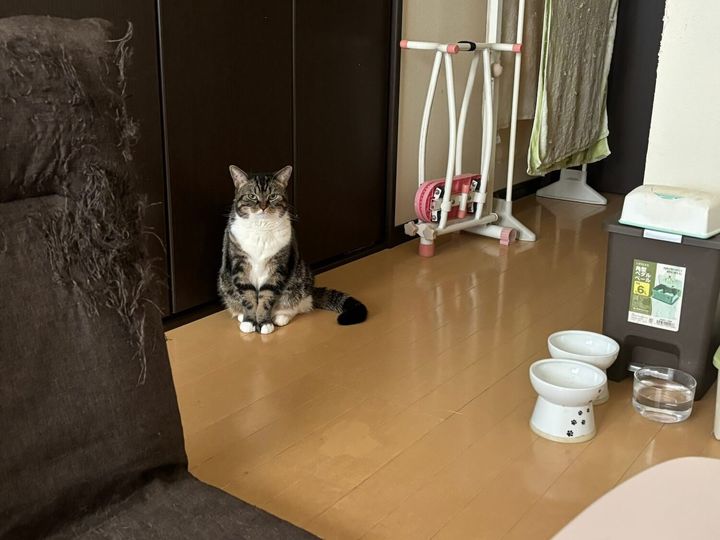 朝ご飯を待つ猫ちゃん