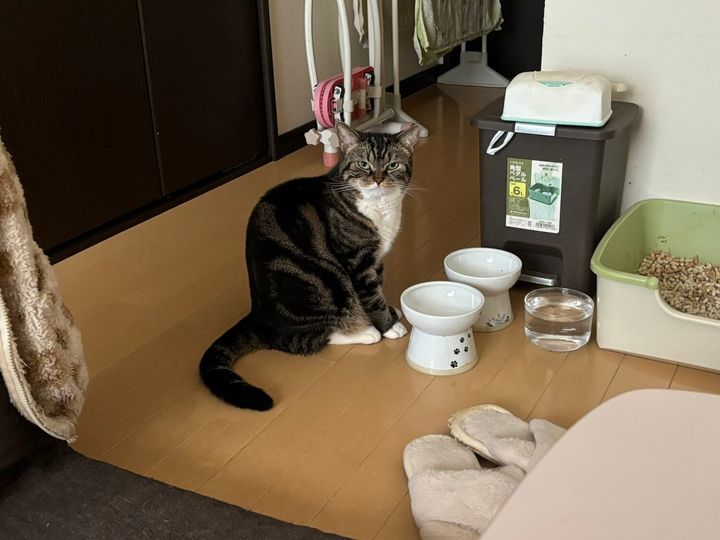 寝坊した飼い主さん睨みつける激怒な猫ちゃん