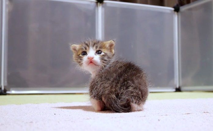 ポツンと取り残された子猫