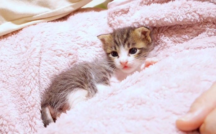 膝の上で甘える子猫