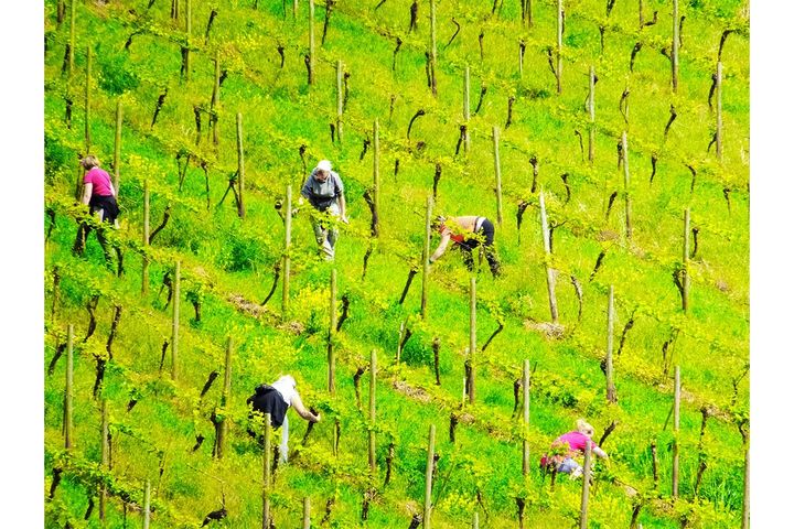 農作業も落ち着き、天候の良い6月は結婚式のベストシーズン