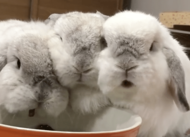 仲良くみんなでモグモグ♪ ウサギさんの口元が可愛すぎ。