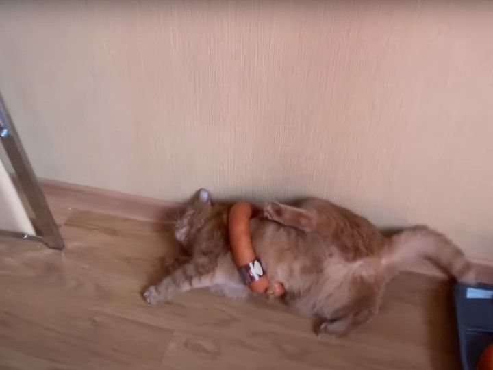 ソーセージリングが抜けず、寝そべる猫