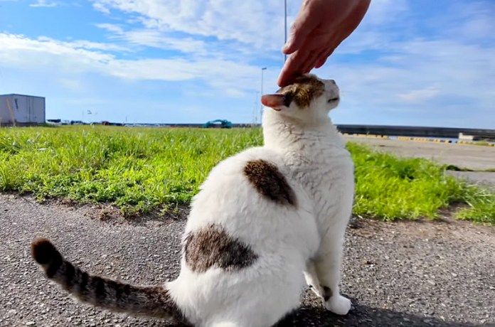 撫でられる猫