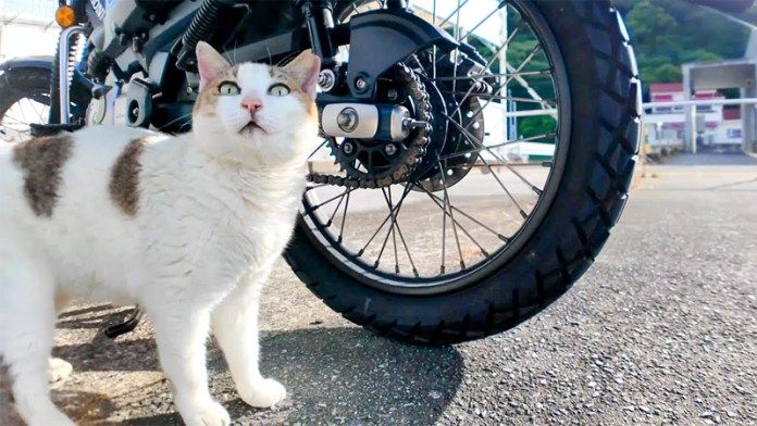 バイクと猫