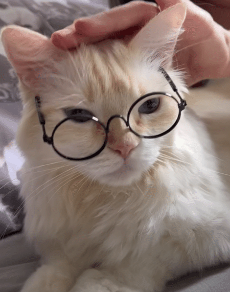 そっくりだね♪ 飼い主さんと同じメガネっこ猫。