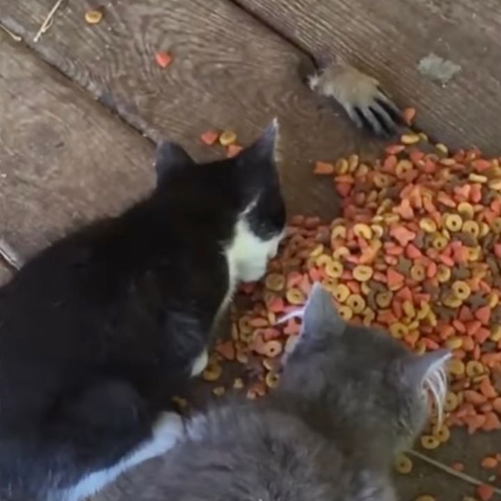 床の下からごはんを狙う怪しい手、見慣れた様子で子猫はスルー