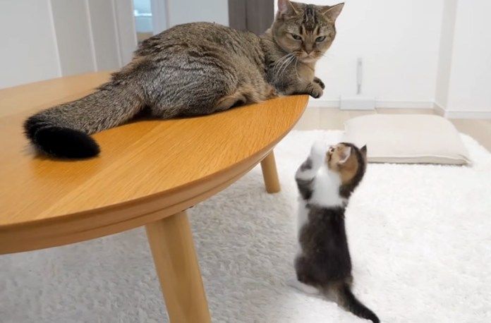 母猫のところに行きたい子猫