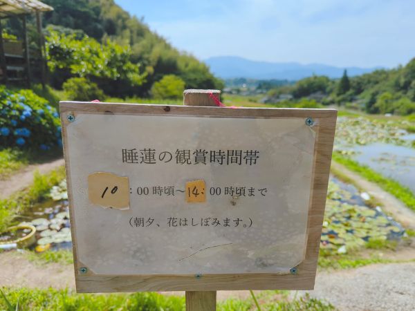 さつま町田原の棚田のスイレン