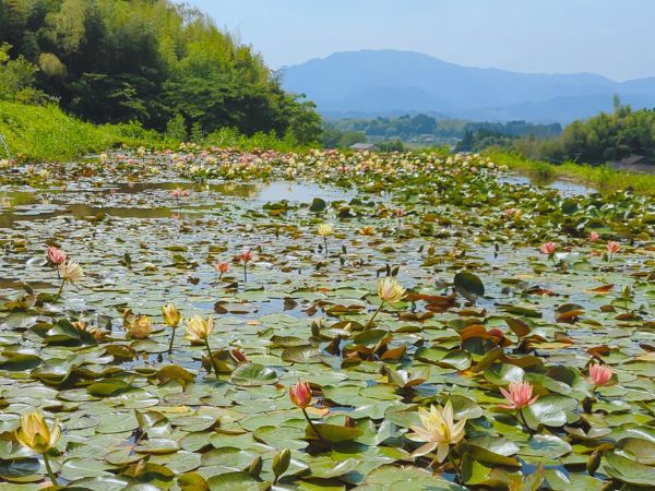 さつま町田原の棚田のスイレン