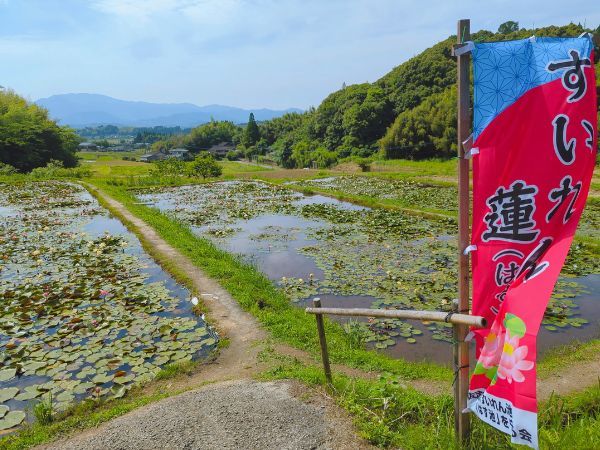 さつま町田原の棚田のスイレン