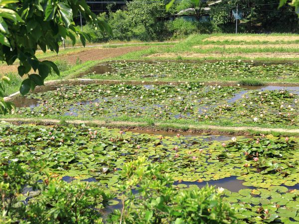 さつま町田原の棚田のスイレン