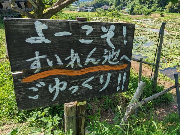 さつま町田原の棚田のスイレン