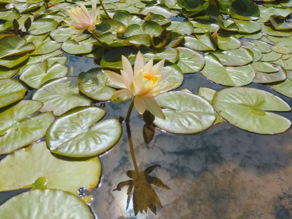 さつま町田原の棚田のスイレン