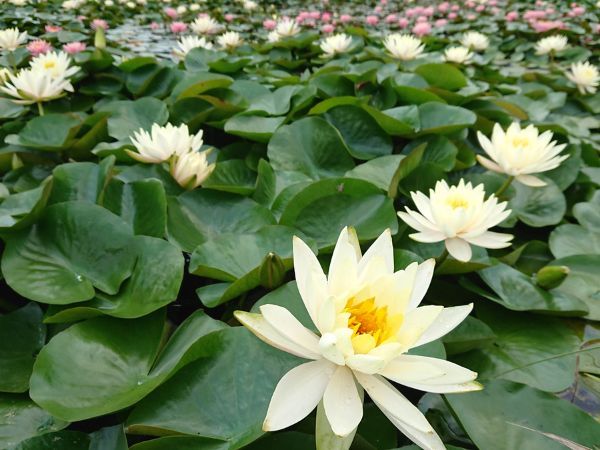 さつま町田原の棚田のスイレン