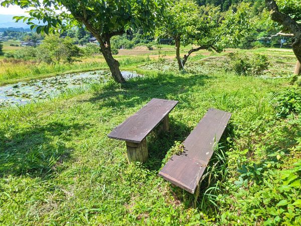 さつま町田原の棚田のスイレン