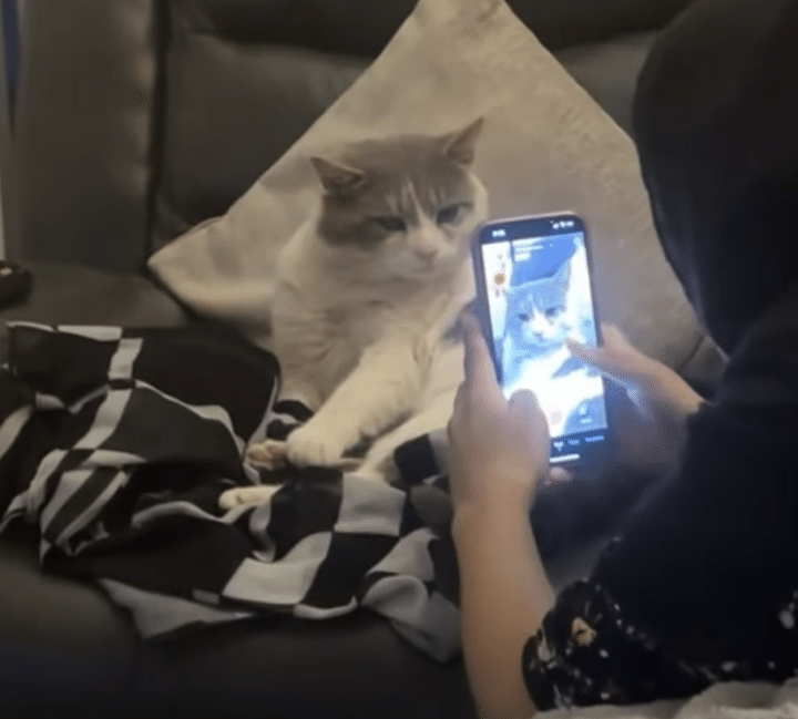 猫「可愛く撮ってね？ 」自分の写真写りを気にしているみたい！