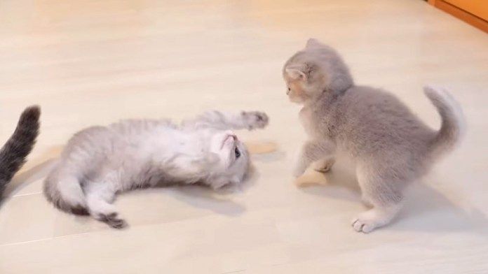 プロレスごっこをする子猫達