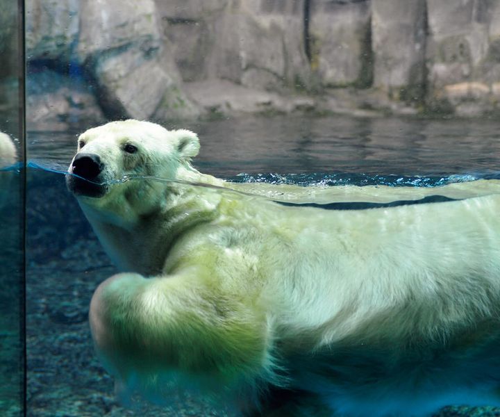 ホッキョクグマ