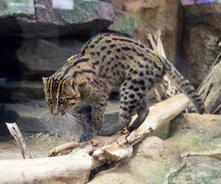 スナドリネコ