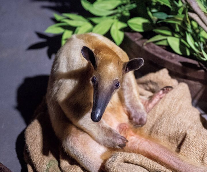 ミナミコアリクイ