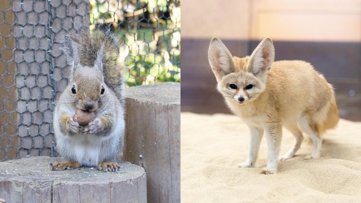 ニホンリス、フェネック