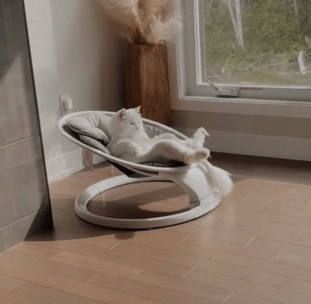 「僕の新しいベッド？」ベビー用品にハマっちゃう猫さん。