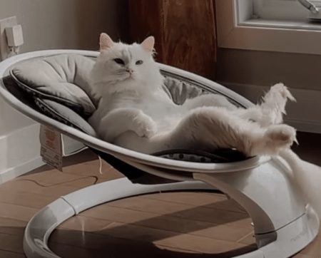 「僕の新しいベッド？」ベビー用品にハマっちゃう猫さん。