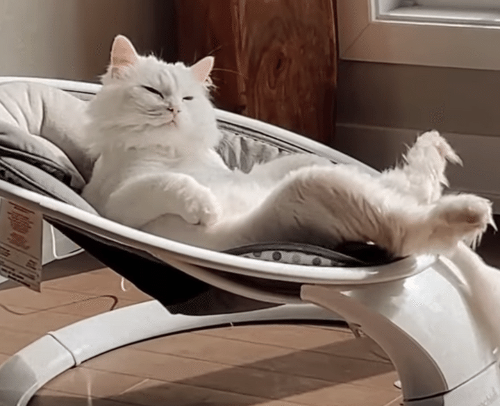 「僕の新しいベッド？」ベビー用品にハマっちゃう猫さん。