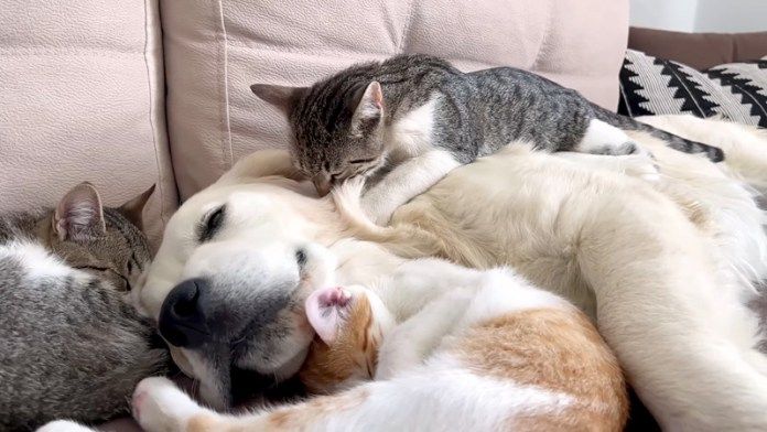 犬が大好きな子猫