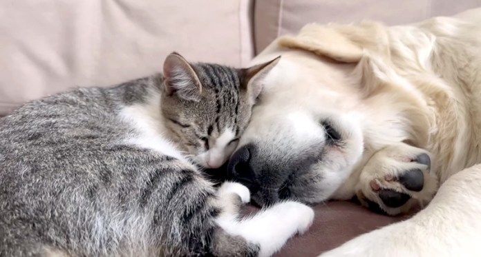 犬に寄り添う子猫