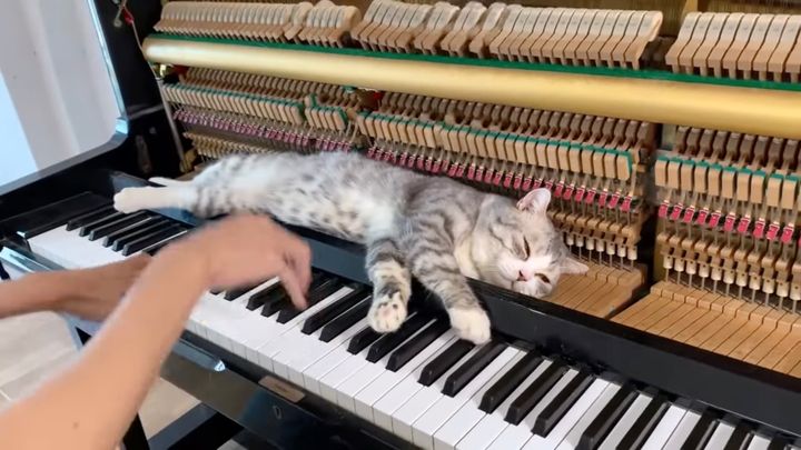 ブギウギを体で浴びる眠り猫、ハンマー枕に揺れて押されて