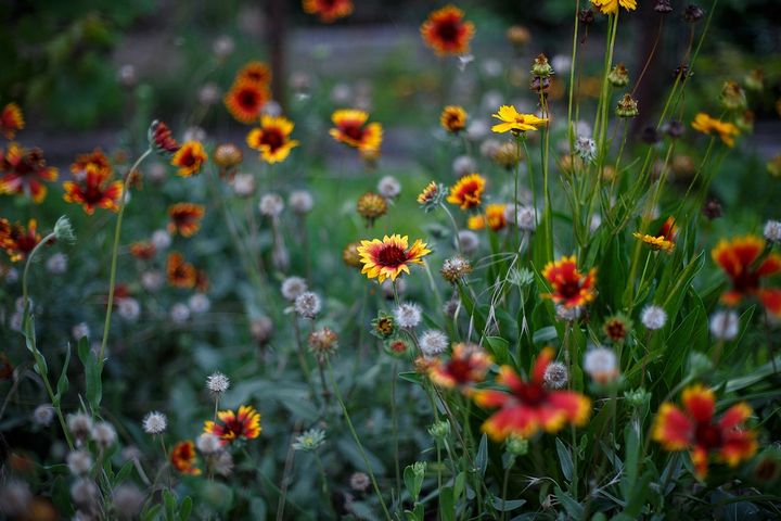 ガイラルディア