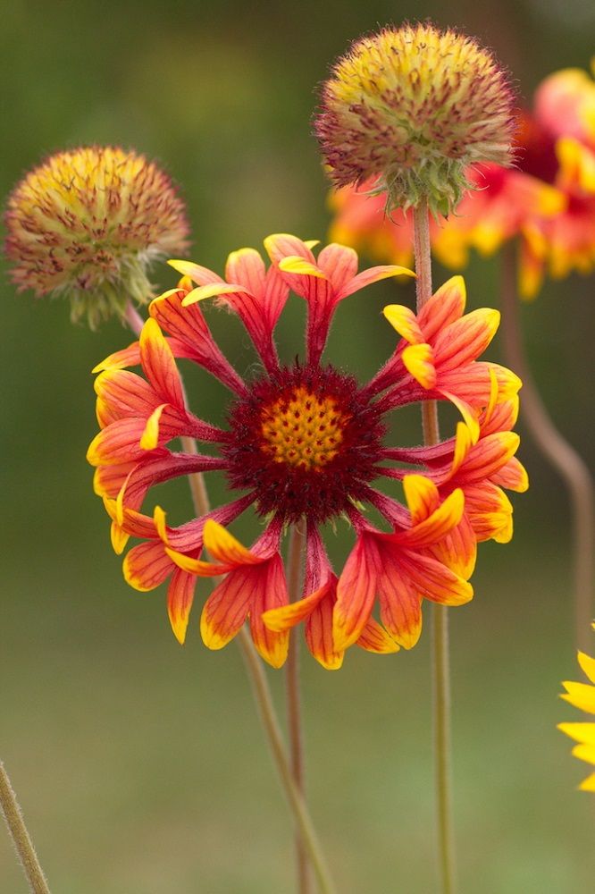 ガイラルディア