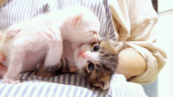 じゃれ合う子猫達