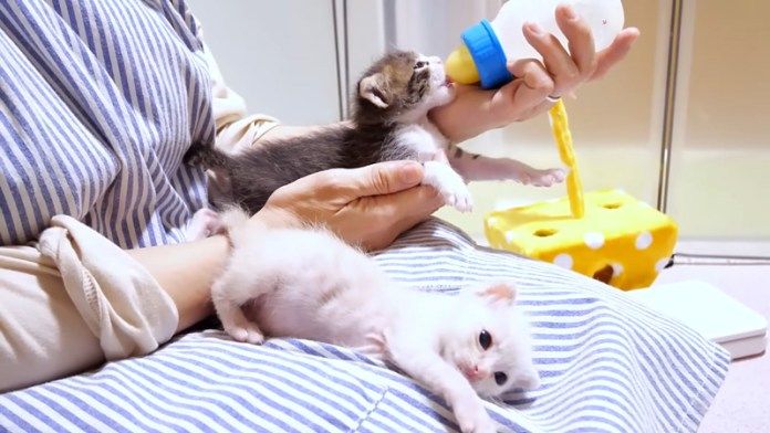ミルクを飲む子猫