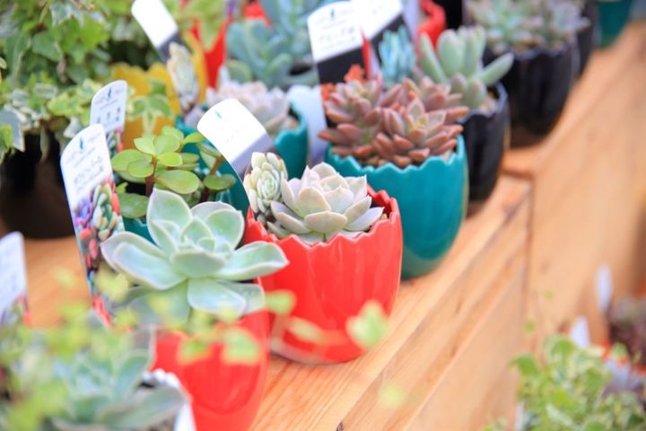 カラフルでかわいいエッグポット。陶器市期間中は観葉・多肉植物付き（カラー2200円、染付2400円）で販売