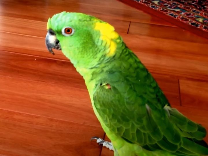 おじさんの笑い声…じゃないの！？