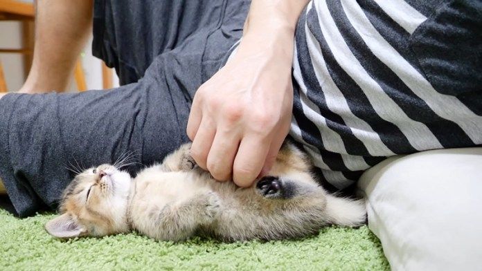 電池切れする子猫