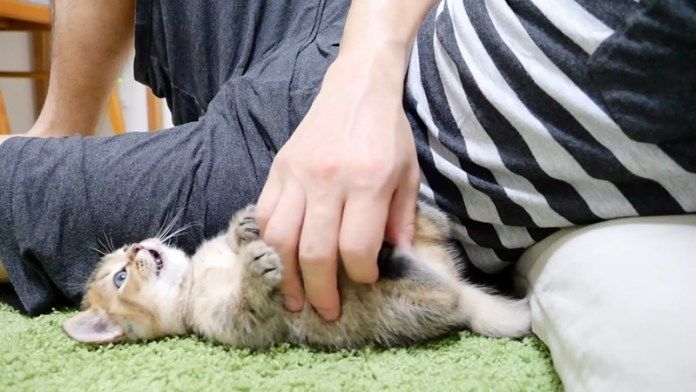 お腹を撫でられる子猫