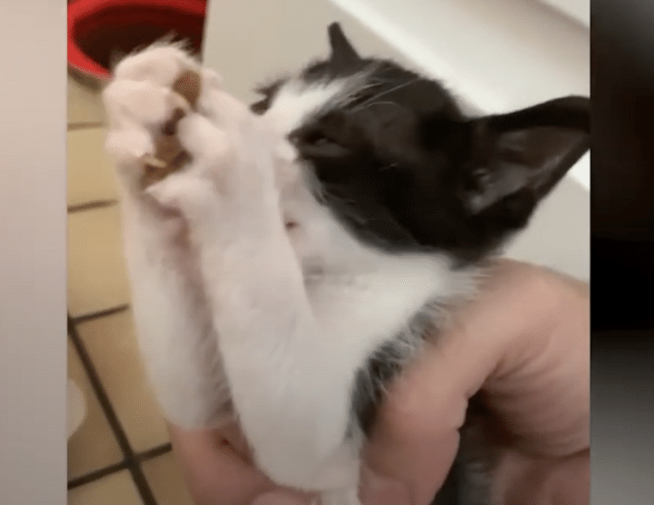 それ、ドッグフードですから！ 犬からご飯を盗んじゃうドロボウ子猫。