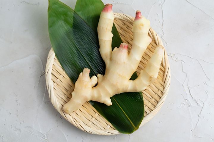 ▲繊維がやわらかく、みずみずしい状態で出荷される「新しょうが」。トゲのない白いサボテンのような見た目がどこか愛らしい印象。