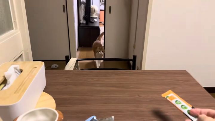 的確にあの音だけを聞き分ける猫、細長い袋のあのおやつの