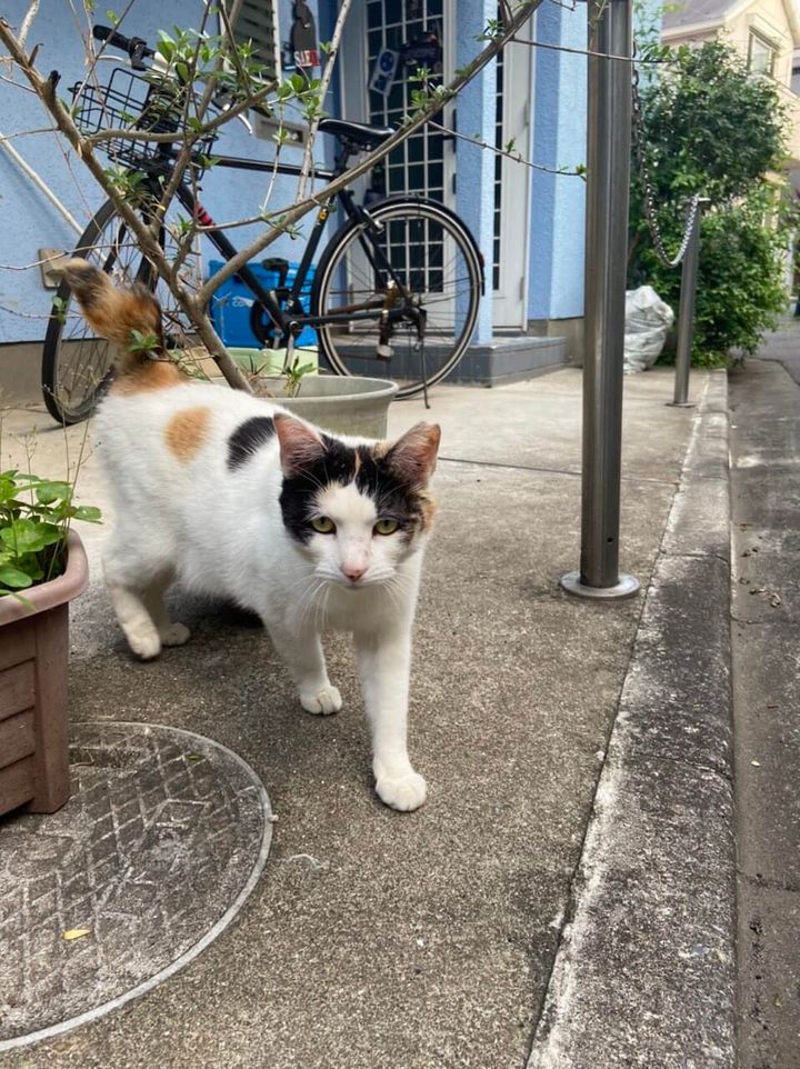 北澤ひとしさんと顔見知りの三毛猫ちゃん
