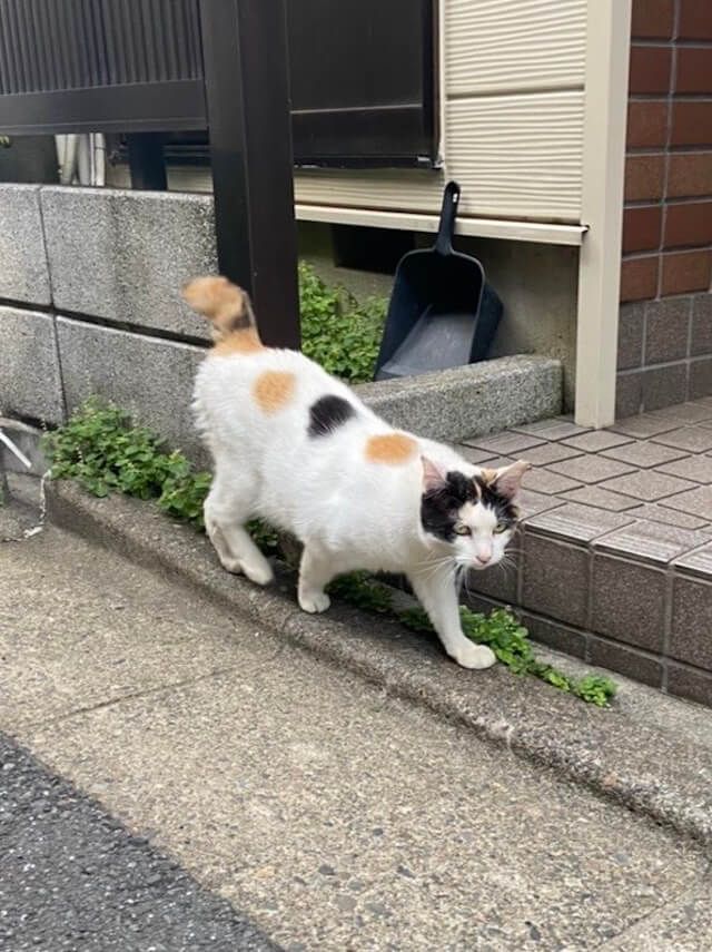 背中におはぎみたいな模様がある三毛猫ちゃん