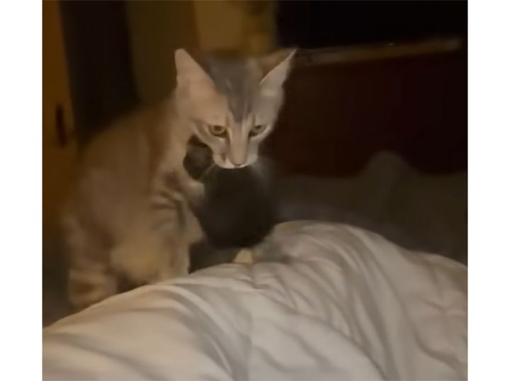 飼い主のベッドに、子猫集めをするママ猫さん。 ここがお家で一番落ちつく場所！