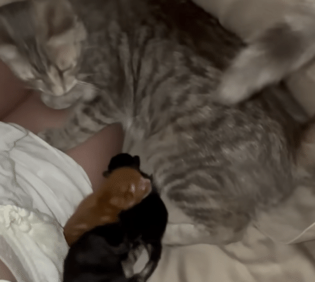 飼い主のベッドに、子猫集めをするママ猫さん。 ここがお家で一番落ちつく場所！