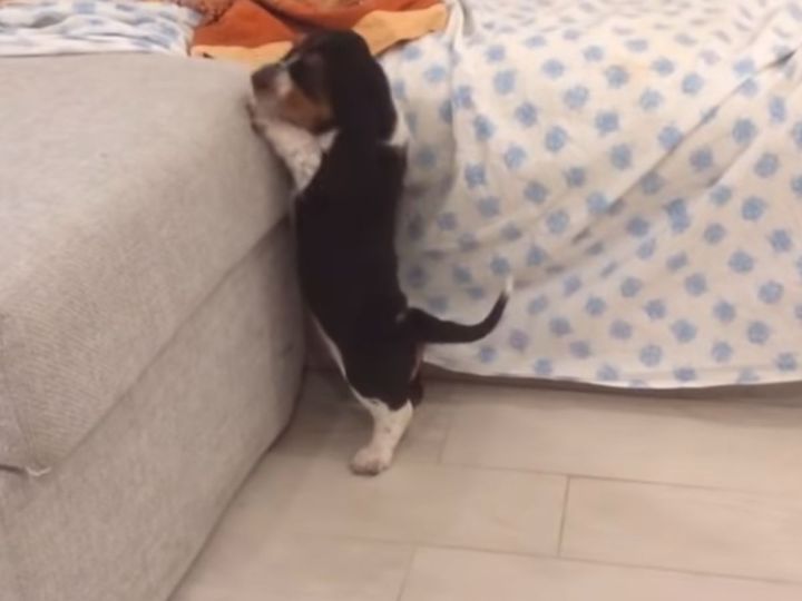 ソファの上が気になりすぎて…